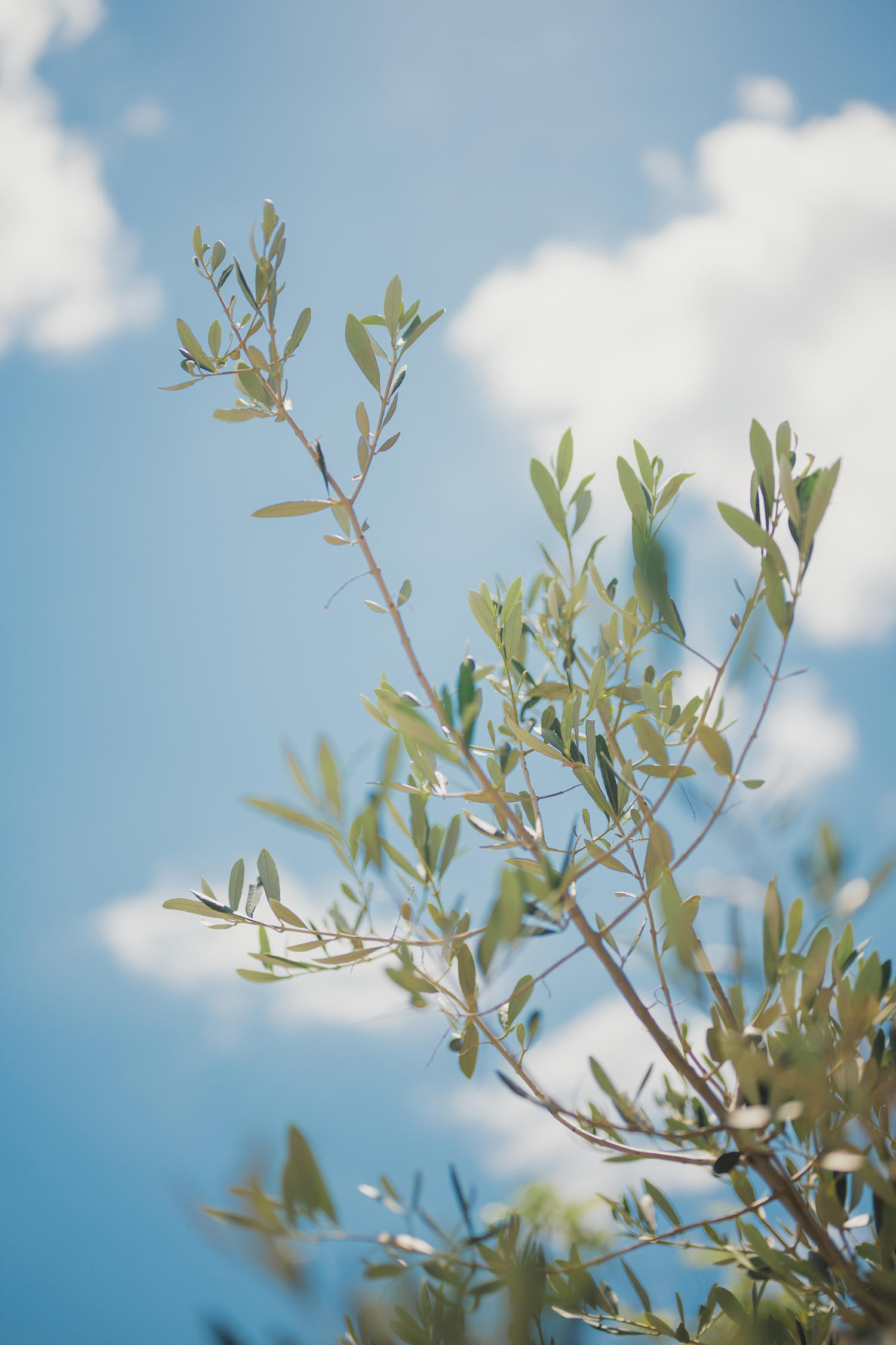 けん研 (けんけん)  C104 honey DL写真集 [170P-367MB]