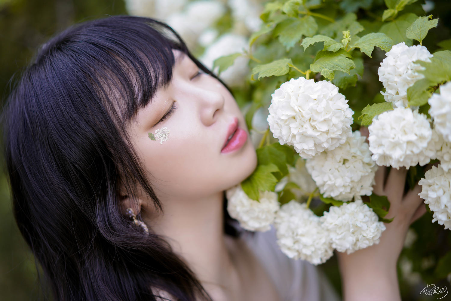 皮皮奶 - 绣球花 [36P]