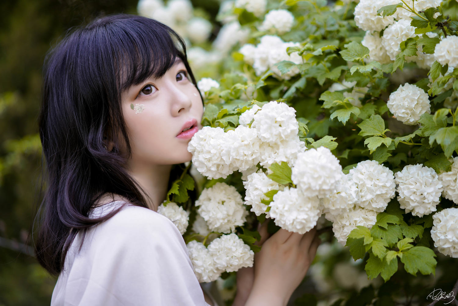 皮皮奶 - 绣球花 [36P]