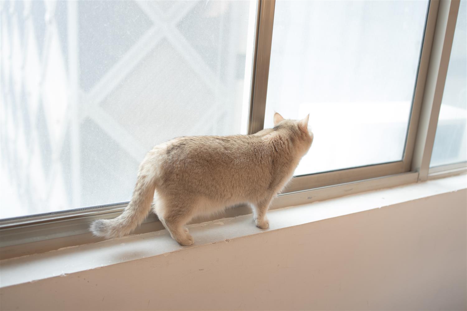 森萝财团 X-061 80D薄白丝 [65P1V-1.21GB]